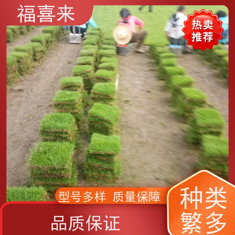 福喜来苗圃 马尼拉草块批发 道路园区绿化用 常绿耐踩踏