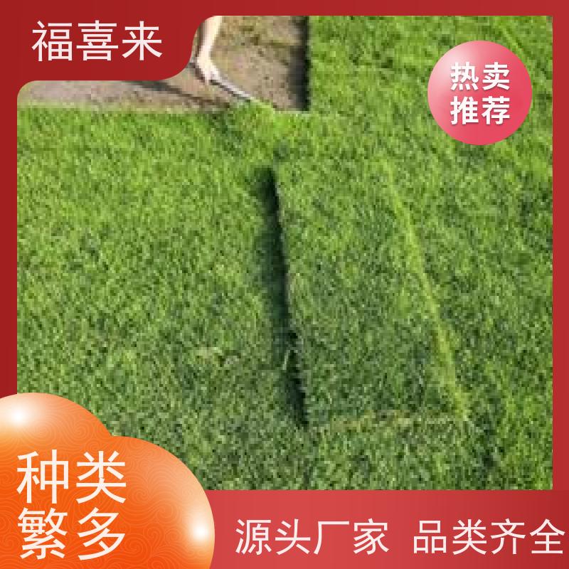 福喜来苗圃 草皮 现挖现发品种齐全 常绿耐踩踏