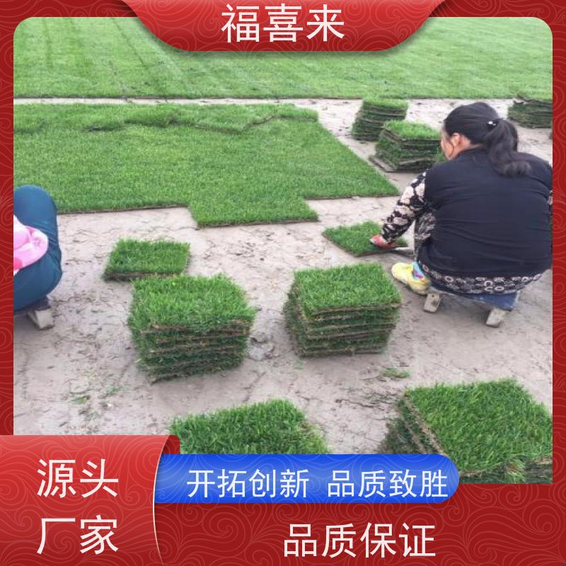 福喜来苗圃 草块出售 现挖现发品种齐全 工程草坪