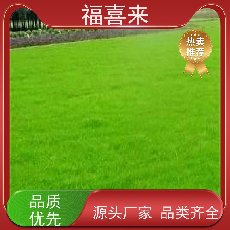福喜来苗圃 草皮出售 球场用草 耐旱易打理 基地供应