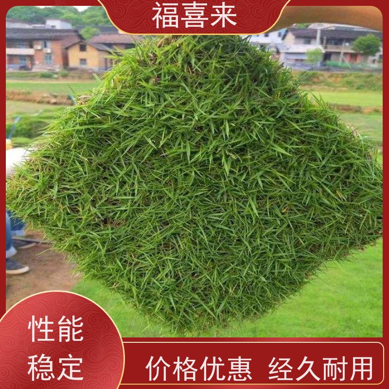 福喜来苗圃 马尼拉草皮批发 球场用草 耐旱易打理 常绿耐踩踏