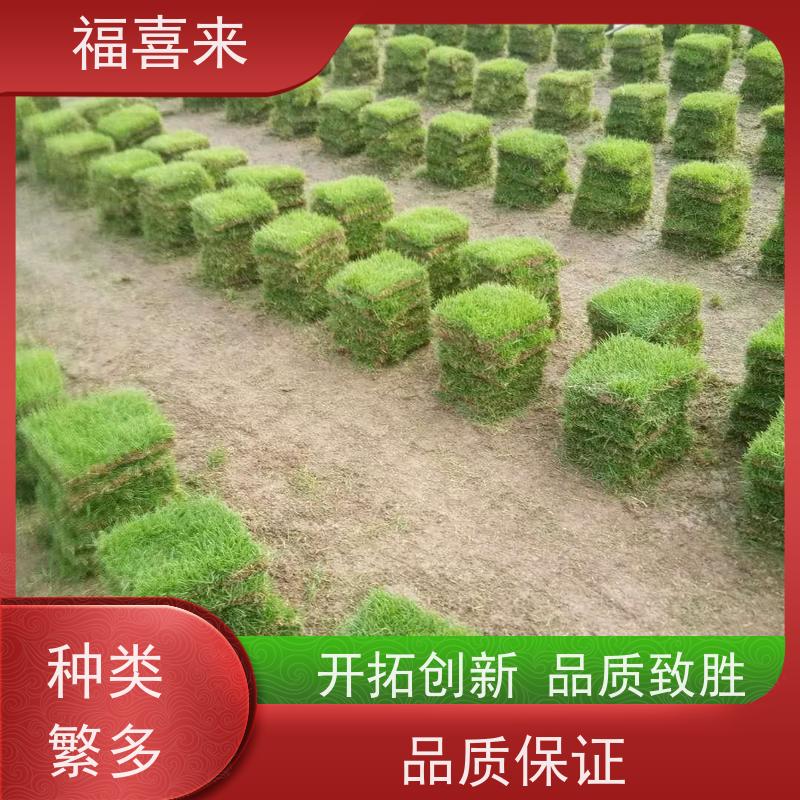 福喜来苗圃 草块直供 现挖现发品种齐全 基地供应