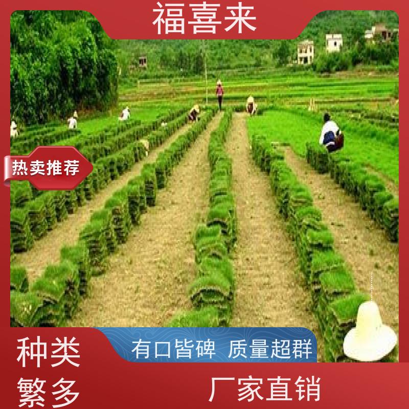 福喜来苗圃 马尼拉草块批发 精品货效果好 草坪基地直发