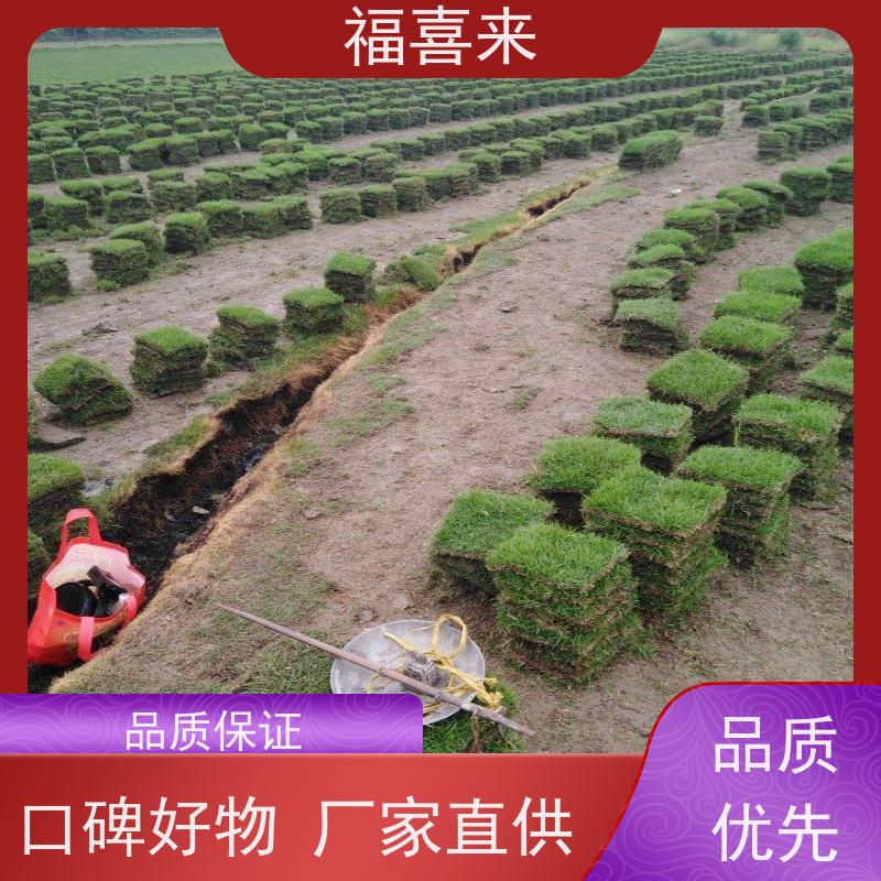 福喜来苗圃 草块出售 耐寒耐践踏易存活暖季型 工程草坪