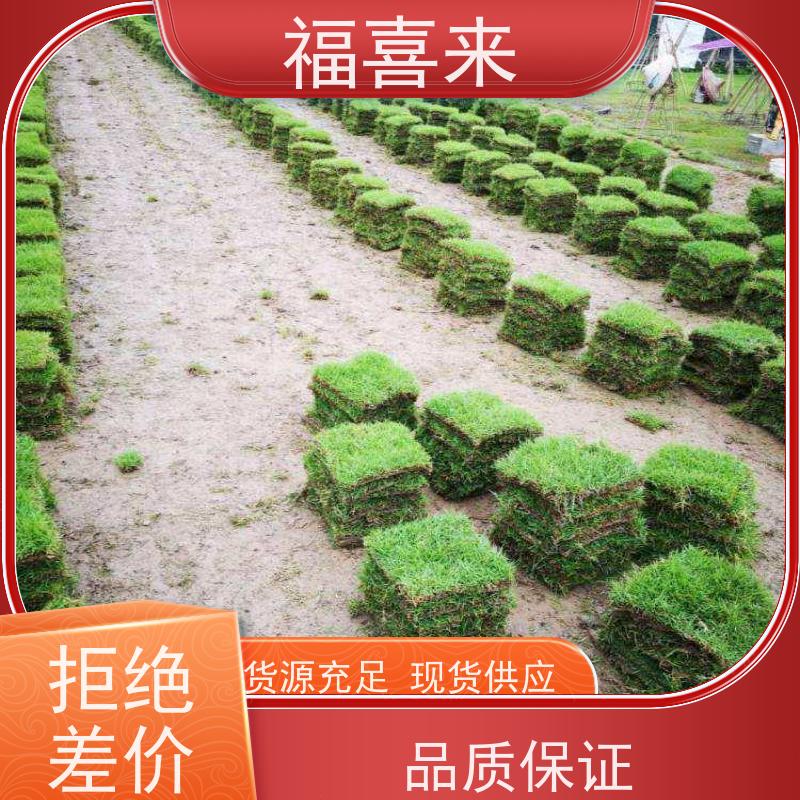 福喜来苗圃 马尼拉草块 现挖现发品种齐全 草坪基地直发