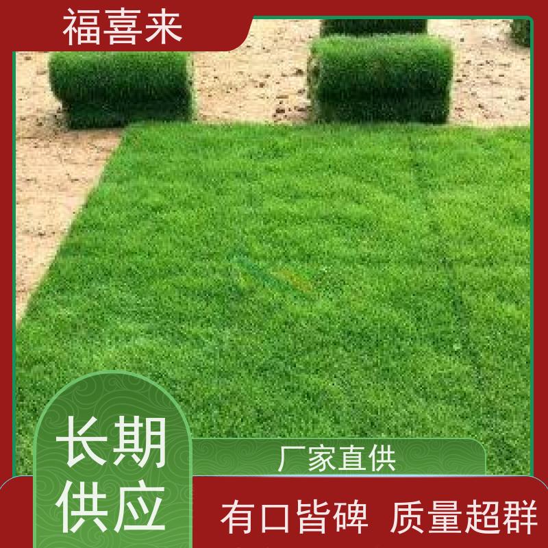 福喜来苗圃 马尼拉草卷直供 球场用草 耐旱易打理 草坪基地直发