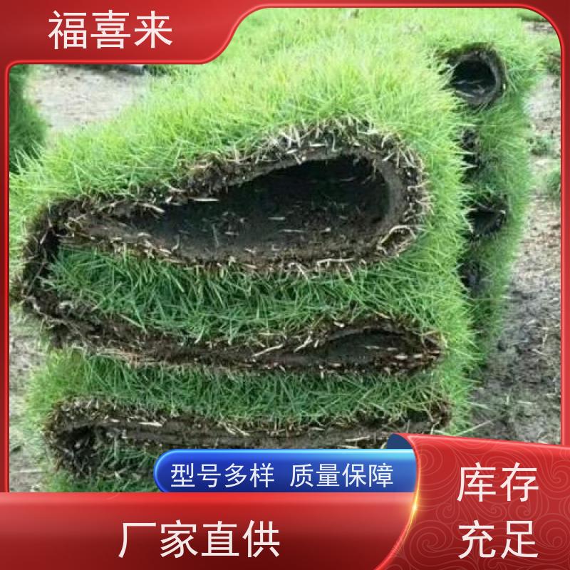福喜来苗圃 马尼拉草卷出售 公园绿化混播草坪 基地供应