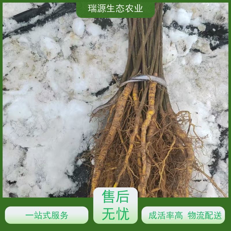 梵丰 黄柏种子的种植季节 丰富的药用成分 库存充足 厂家供应