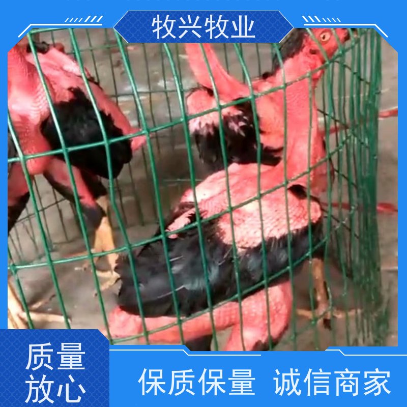 洪湖批发斗鸡小斗鸡蛋