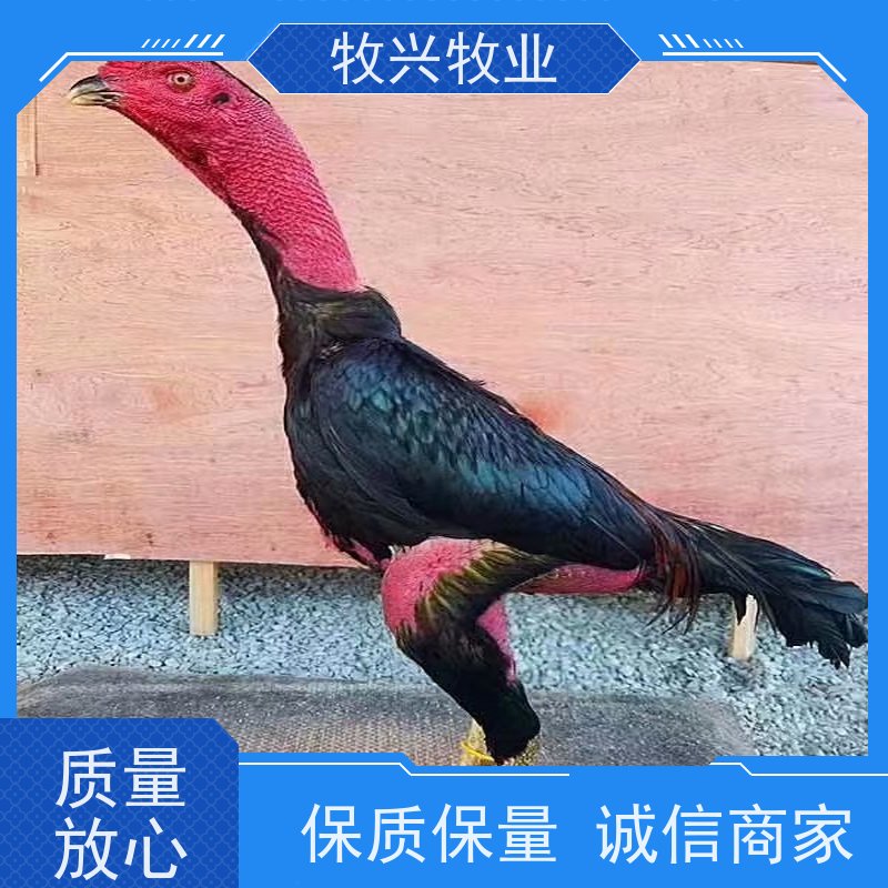 濮阳批发越南比赛斗鸡 