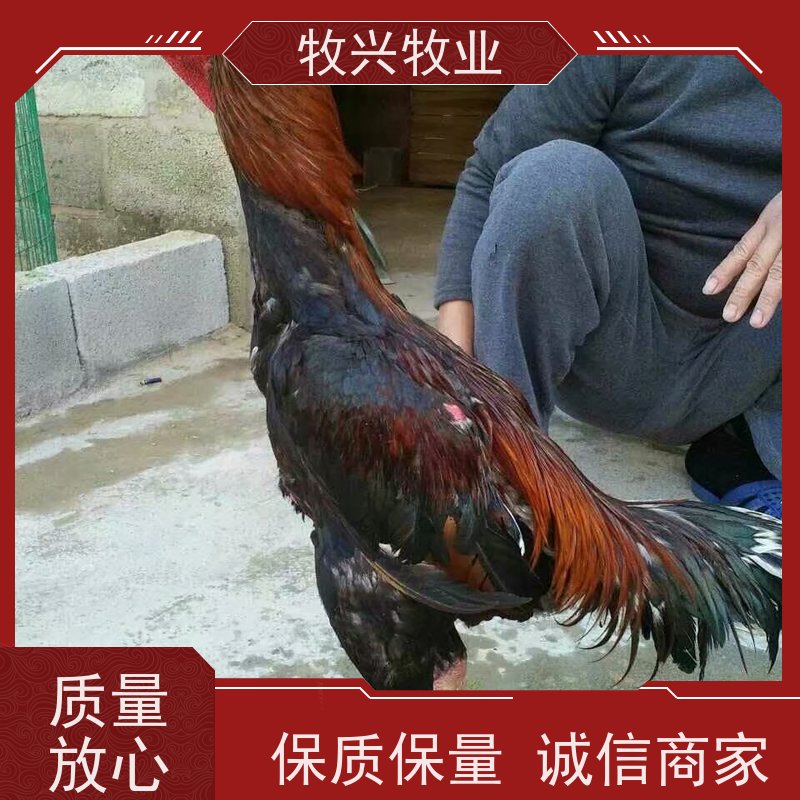 常年出售 越南小斗鸡幼苗 中原斗鸡小鸡 可孵化斗鸡种蛋