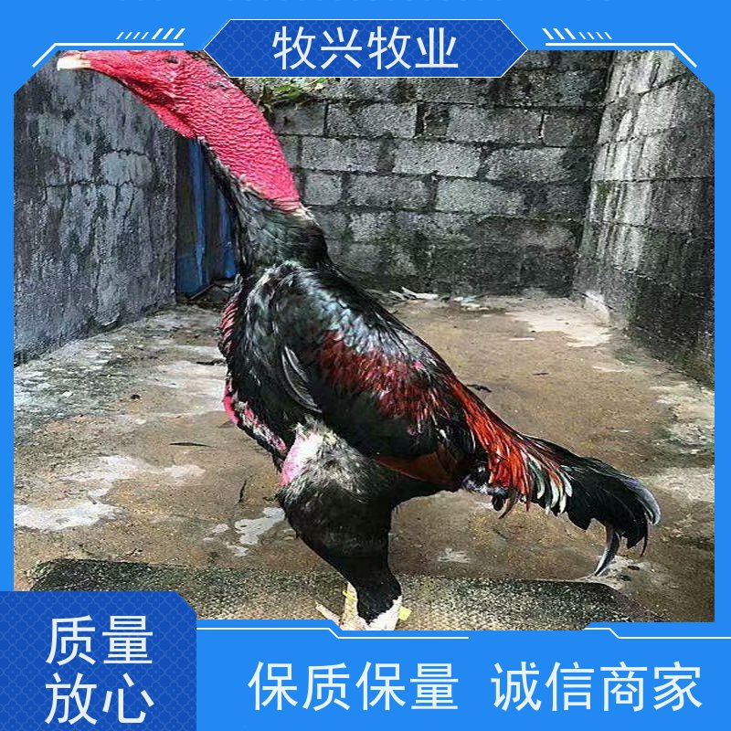 商丘批发越南斗鸡苗