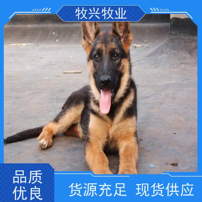濮阳宠物狗专卖 