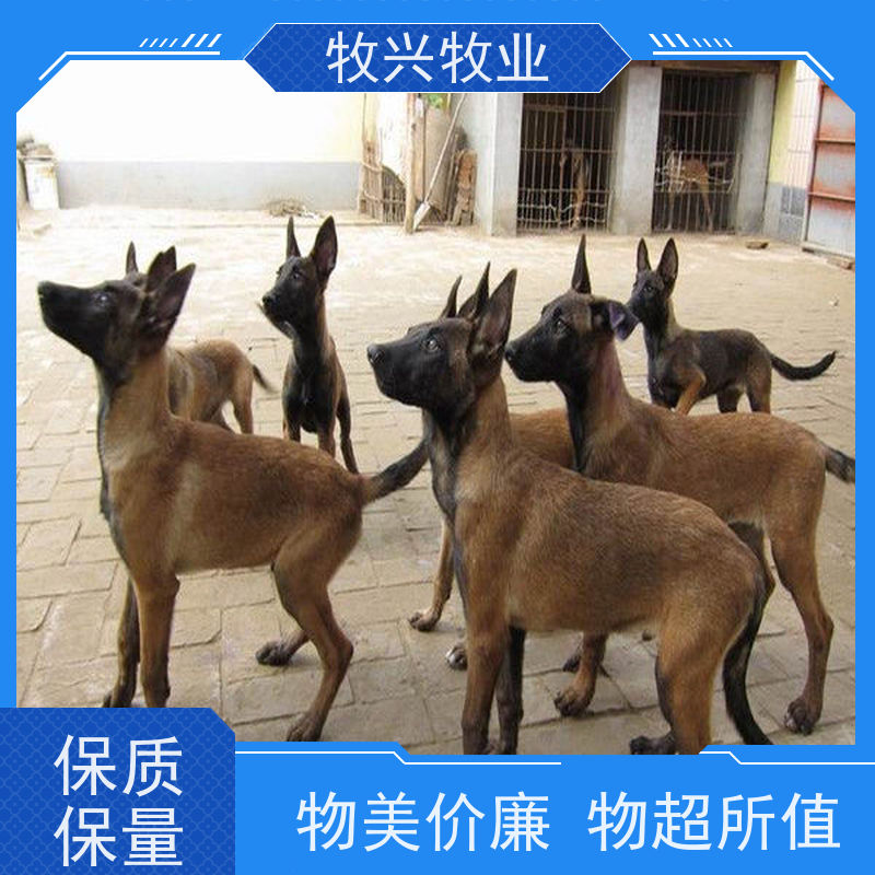 百色今年德牧犬批发 