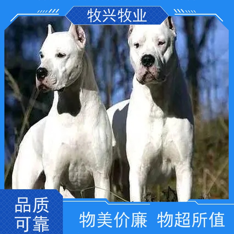 汉中成年杜宾犬养殖宠物犬 