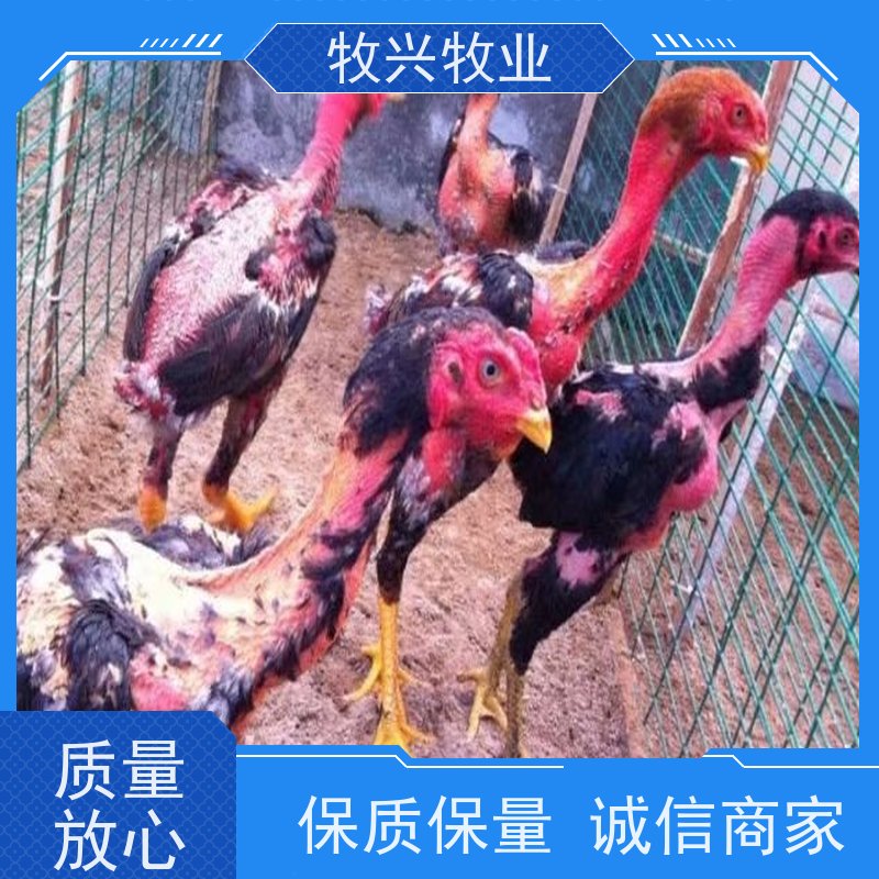 海拉尔市观赏斗鸡专卖 