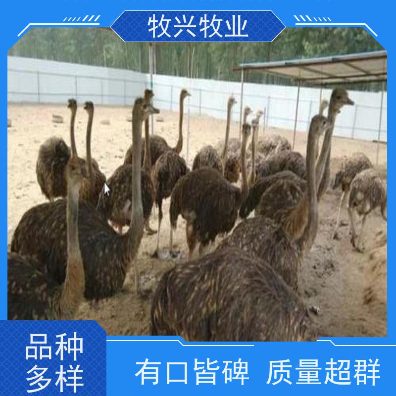 福州供应斗鸡出售比赛 