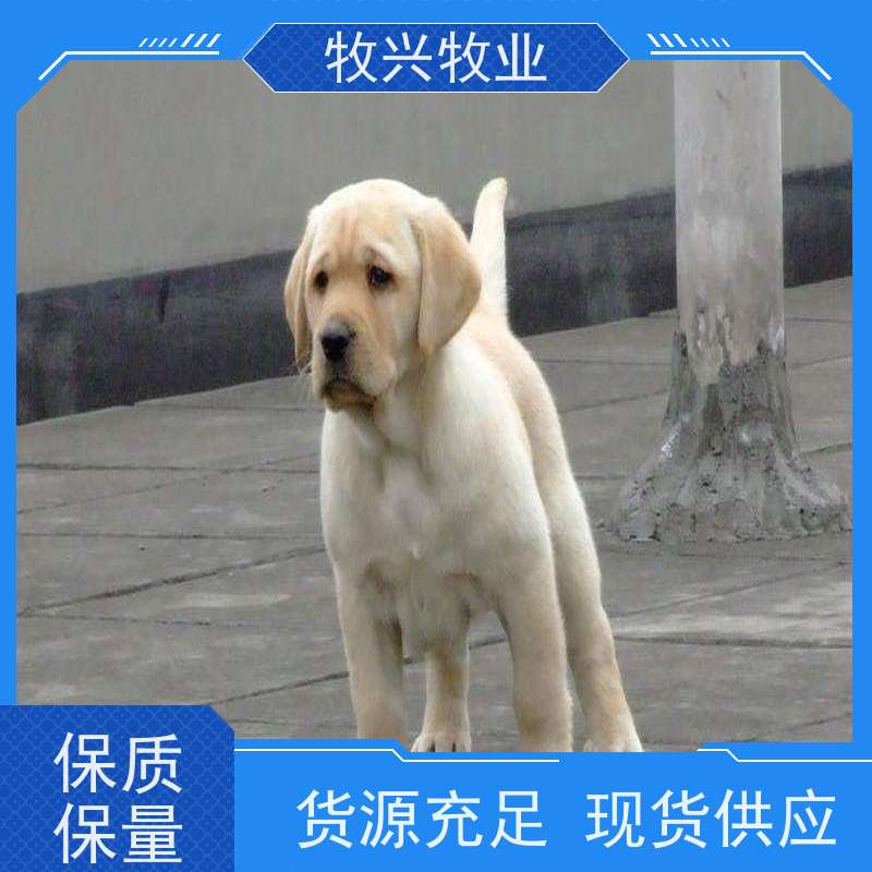 永州批发拉布拉多犬 
