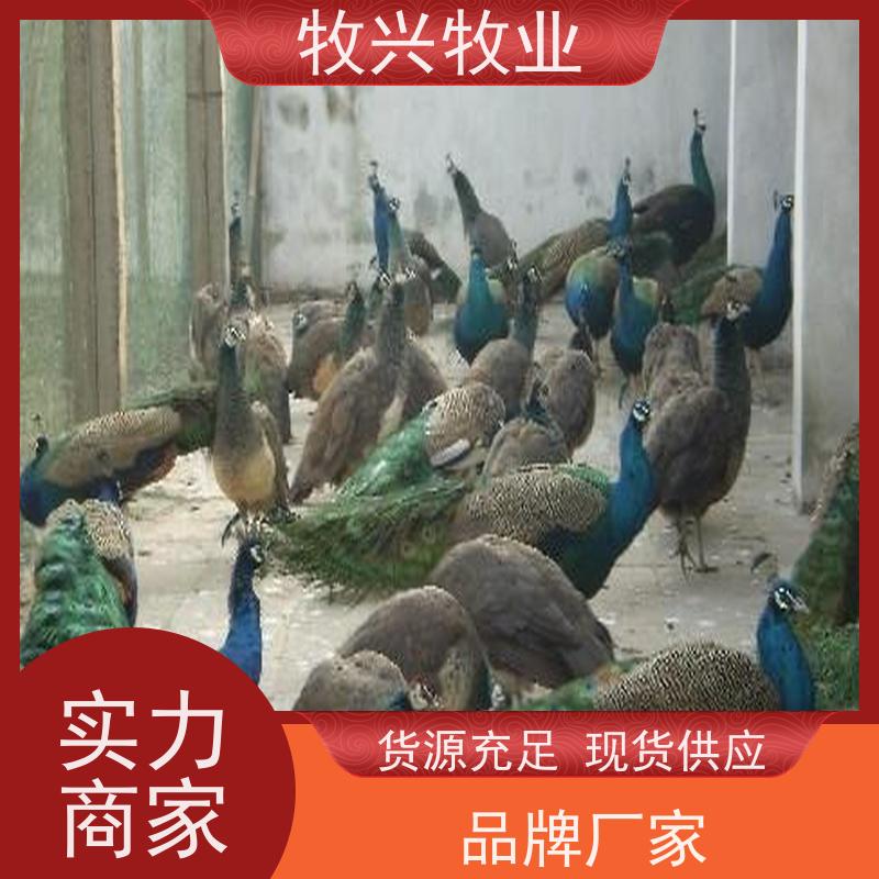 阜新批发孔雀养殖场