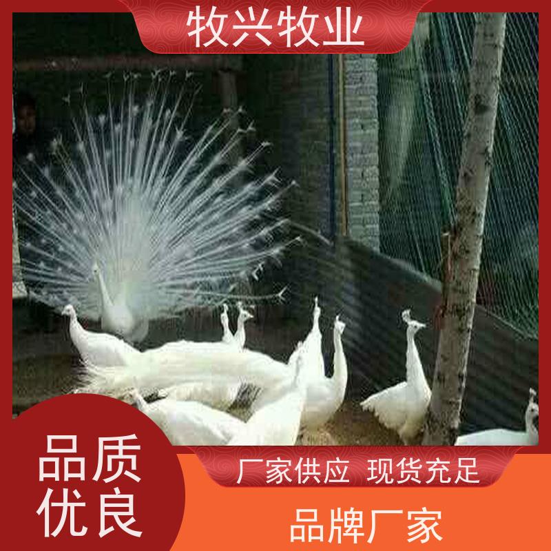 辽源小孔雀孔雀苗批发 