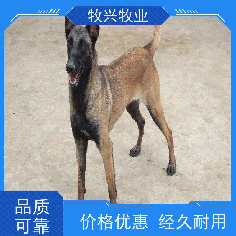 唐山三个月马犬出售 