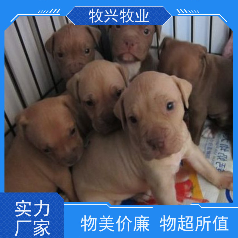 南平高加索犬幼犬批发 