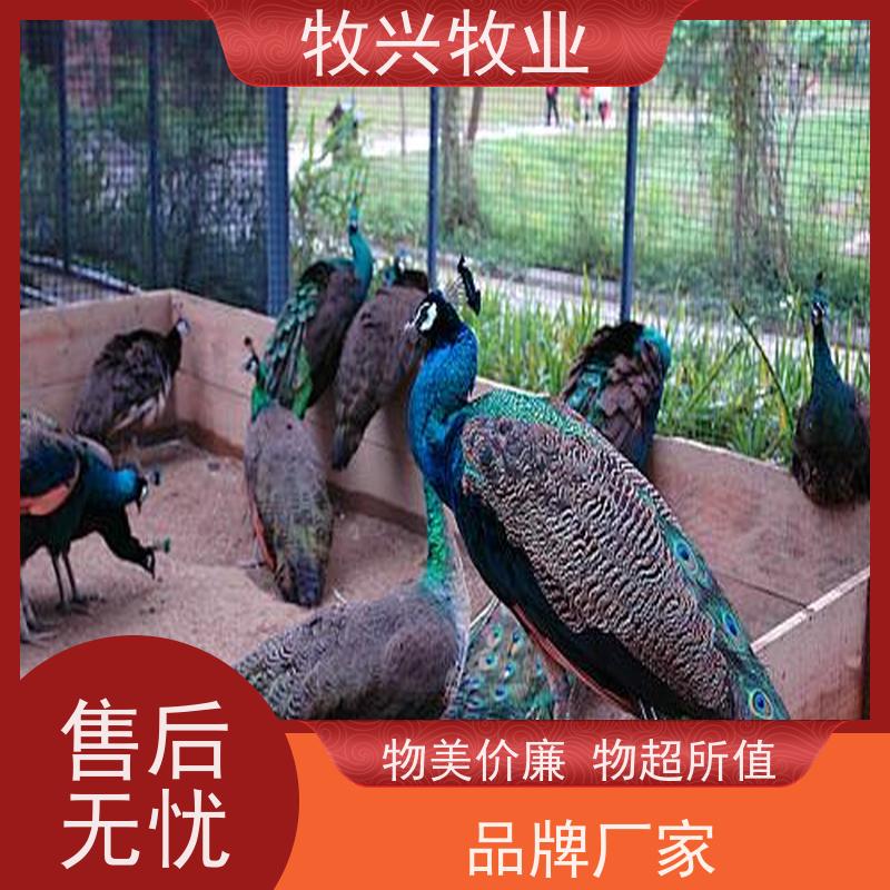 吉林批发孔雀一只孔雀苗 