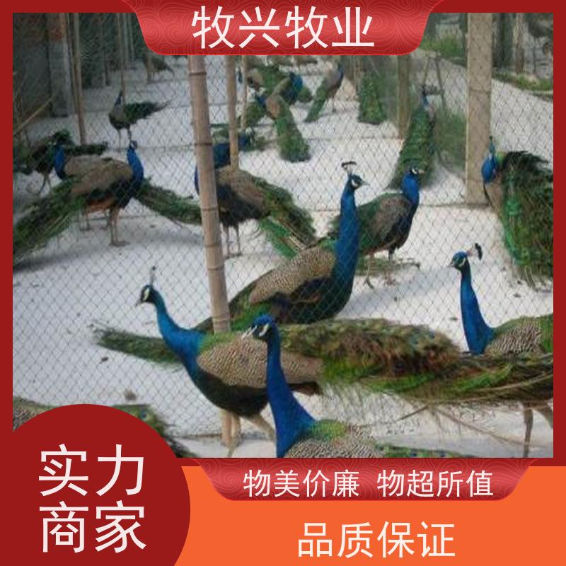 梧州批发二年孔雀五年孔雀 