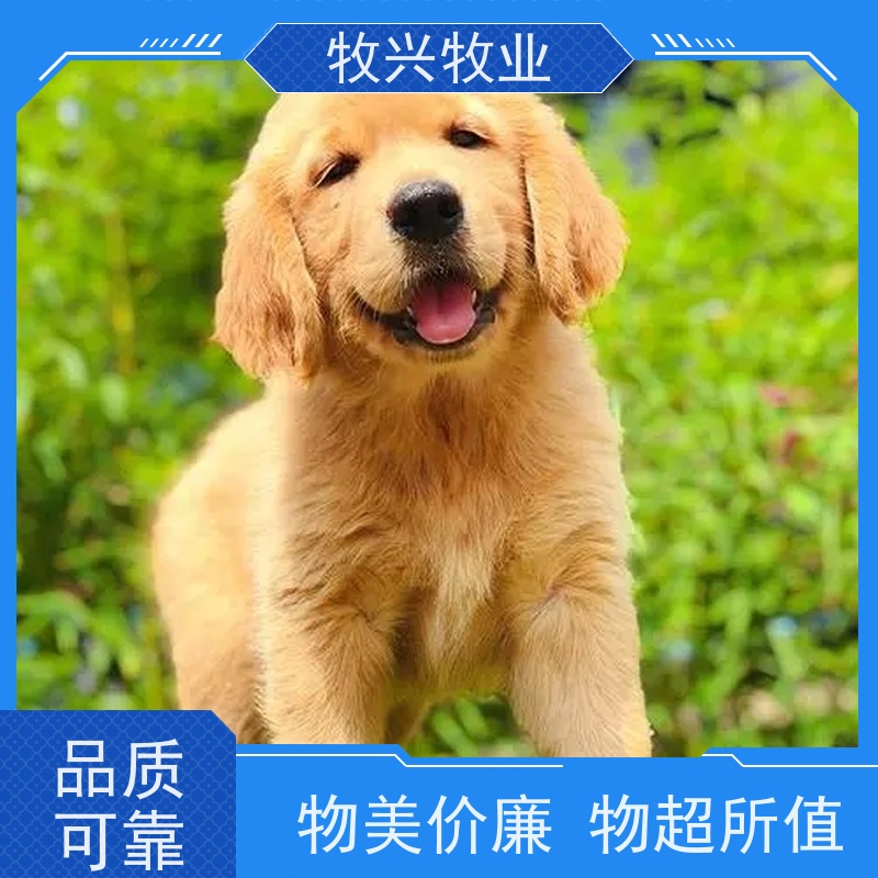 大理出售幼犬马犬德牧犬 