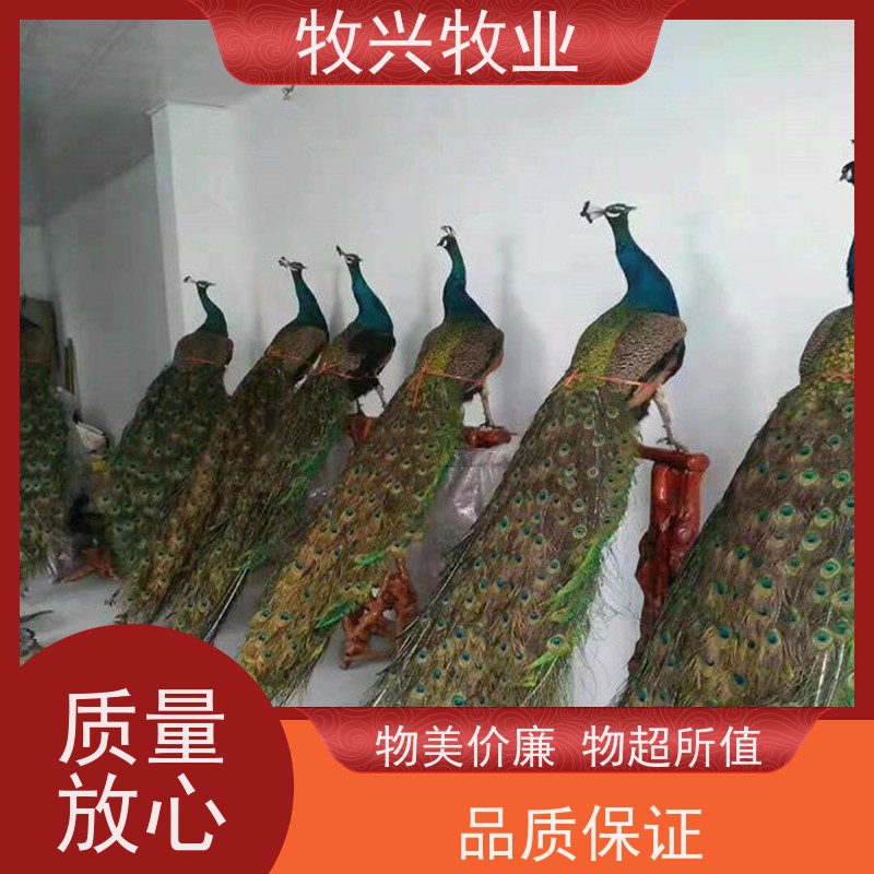 黄石今年孔雀近期批发价钱 