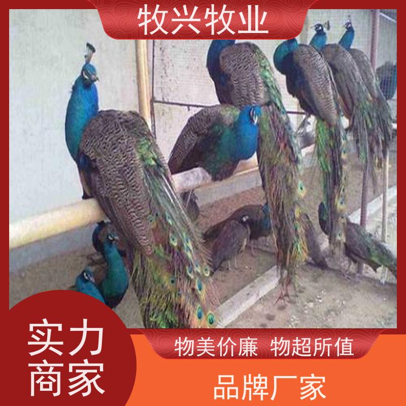 无锡蓝色的孔雀 提高现场活跃度 体态优雅美观 