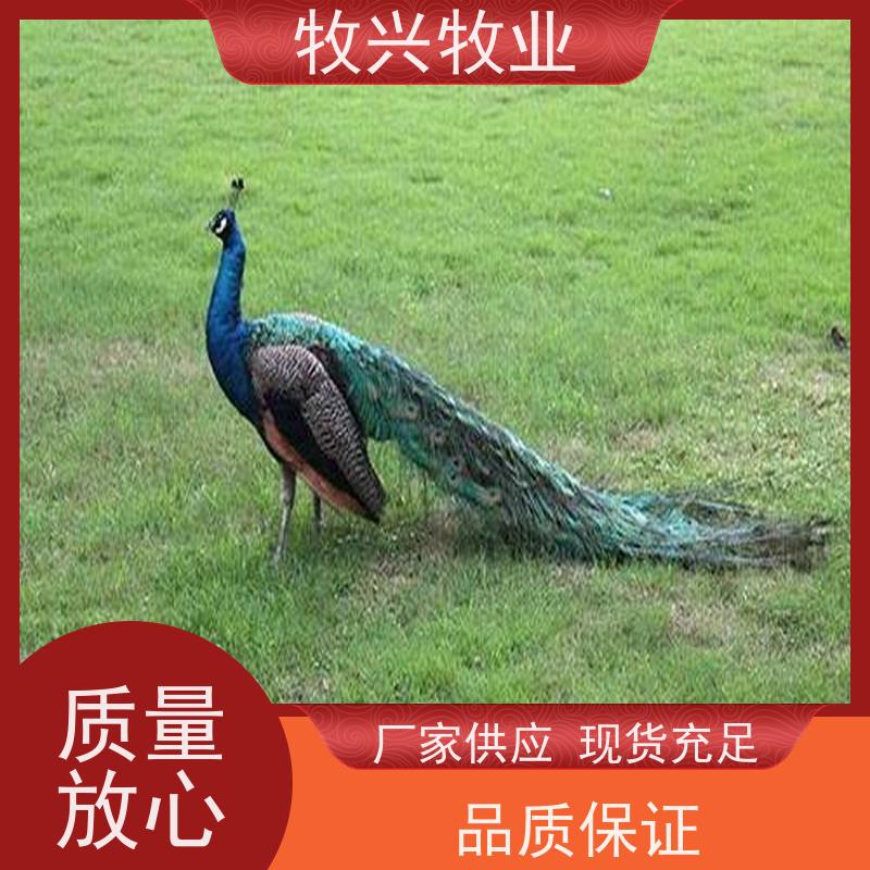 遵义有出售孔雀养殖的 