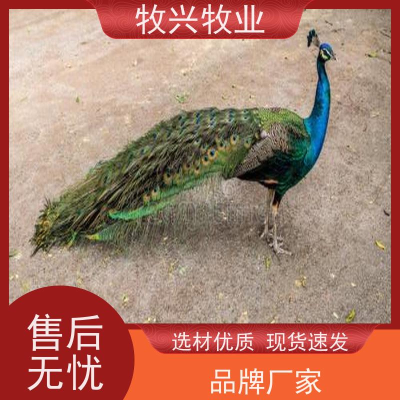 大尾巴观赏孔 雀 羽毛鲜亮好看