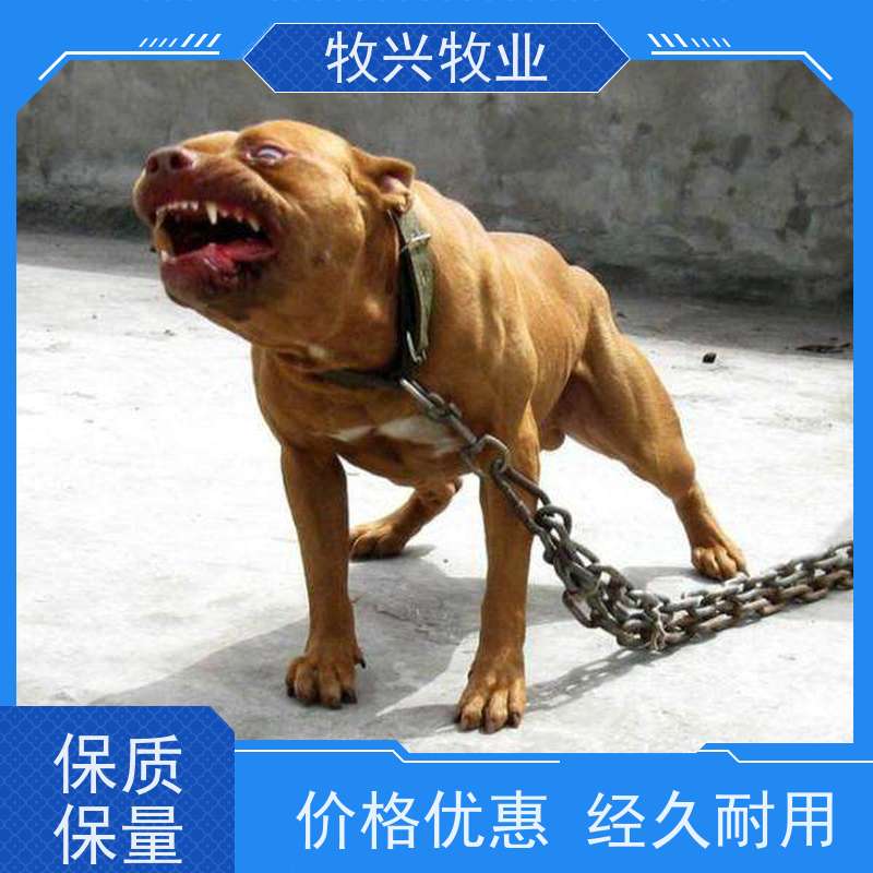 库尔勒批发纯种斗鸡马犬 