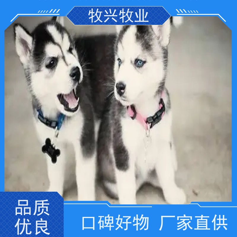 南阳幼犬宠物狗专卖 