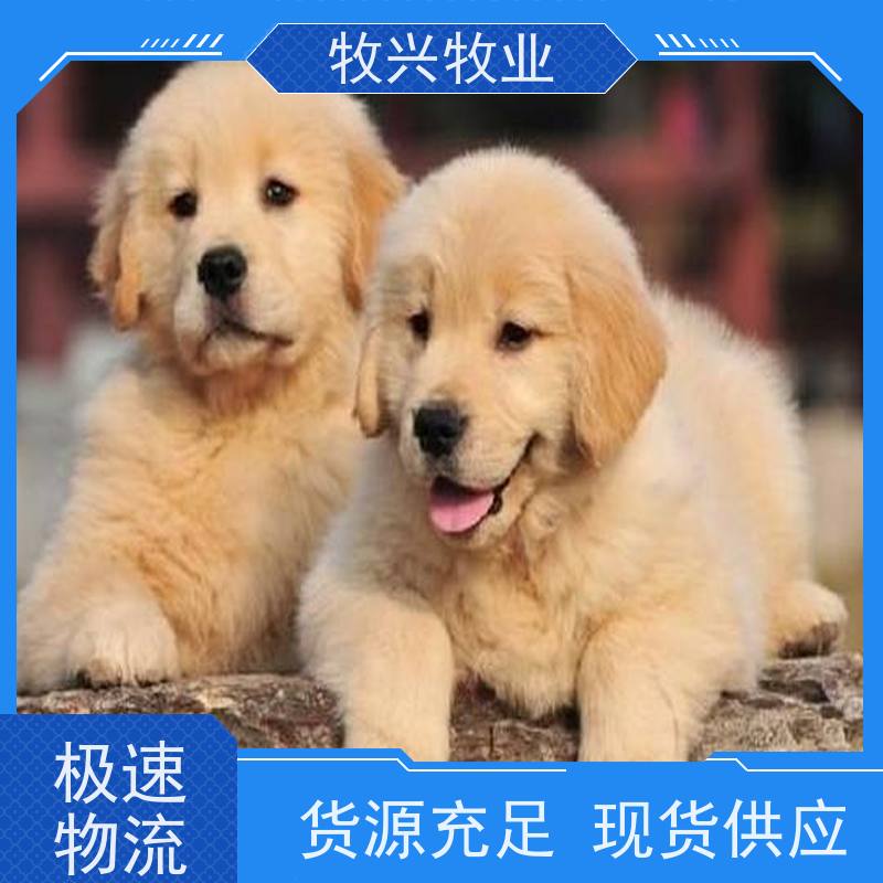 义乌成年马犬批发 