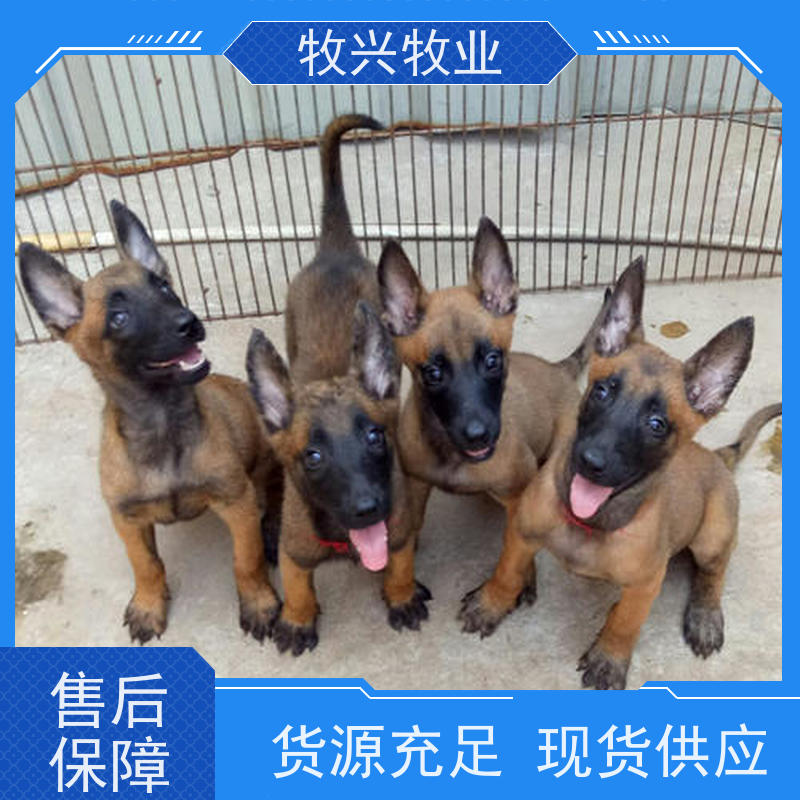 榆次马犬金毛犬出售 