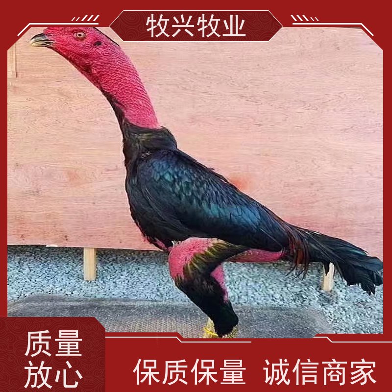 义马斗鸡纯种斗鸡出售 
