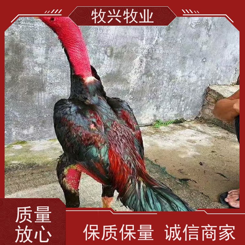缅甸斗鸡出售品质