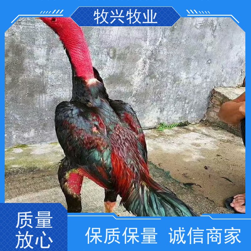 商品斗鸡观赏斗鸡比赛