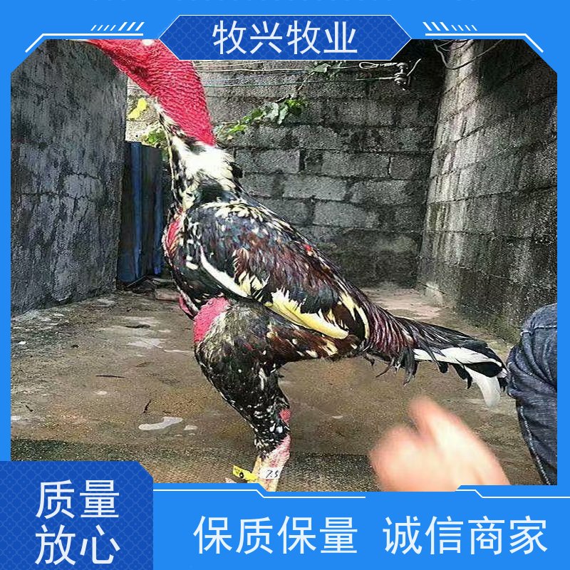 中原斗鸡小鸡 可孵化斗鸡种蛋