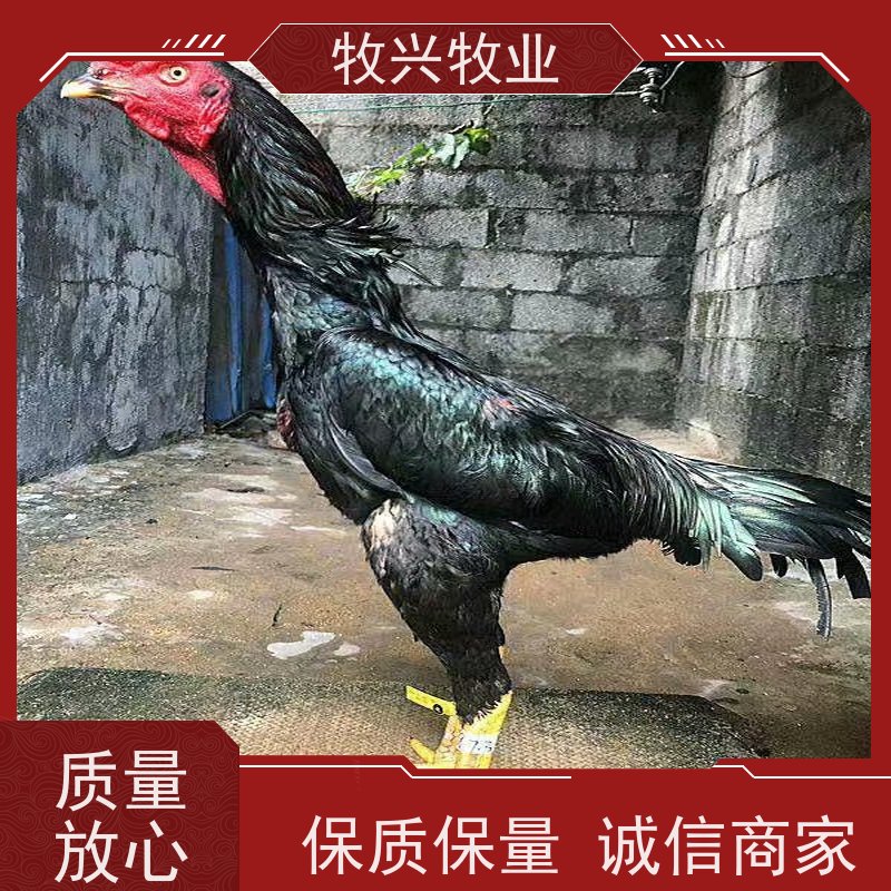 出售纯种贵州斗鸡鬼子斗鸡