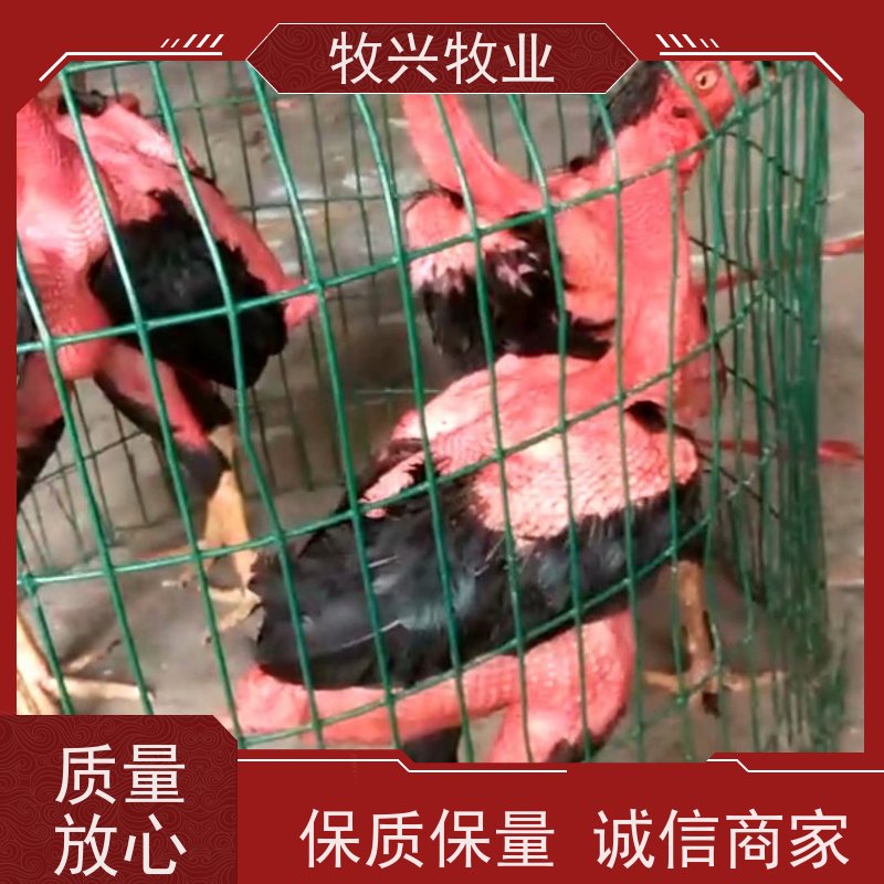 毫州越南斗鸡批发 