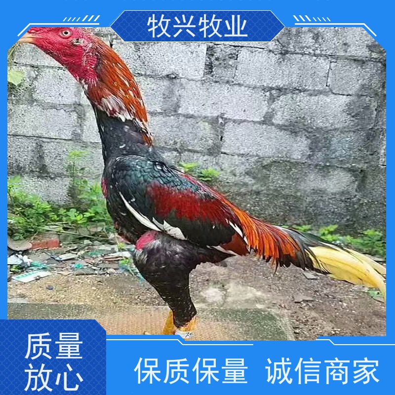 比赛斗鸡出售观赏表演