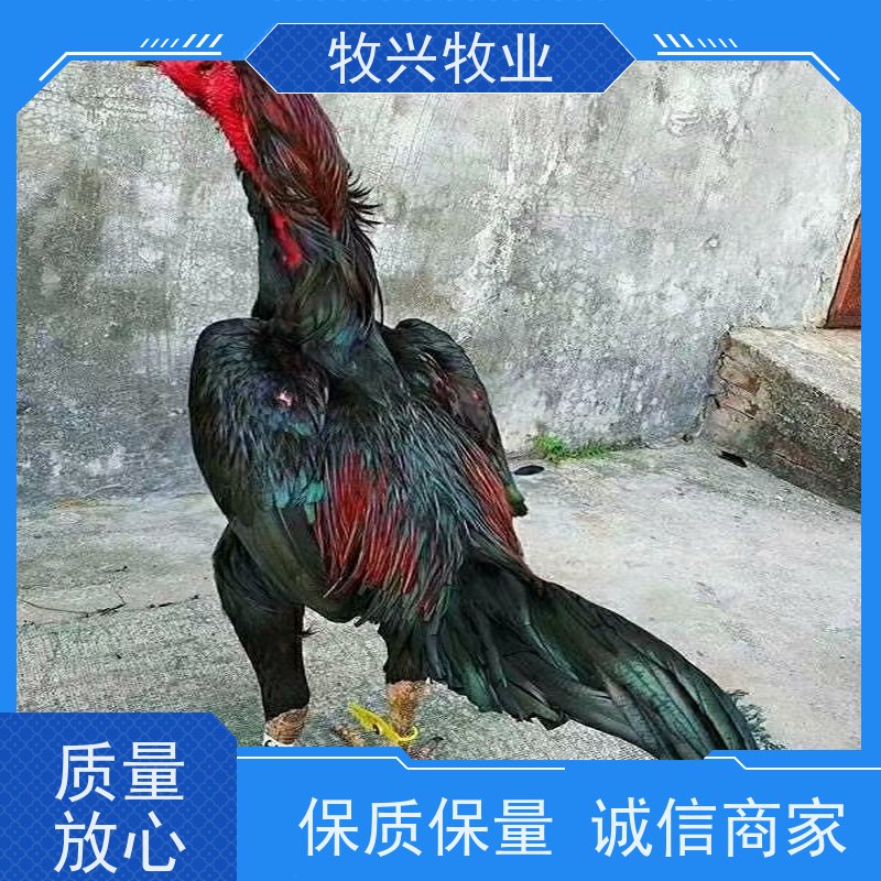大骨架杂交 脱温散养斗鸡苗 养殖出壳幼鸡