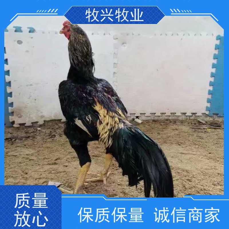 中药材蟋蟀蛐蛐夜鸣虫精选含量高自然晒干包邮批发各种药材