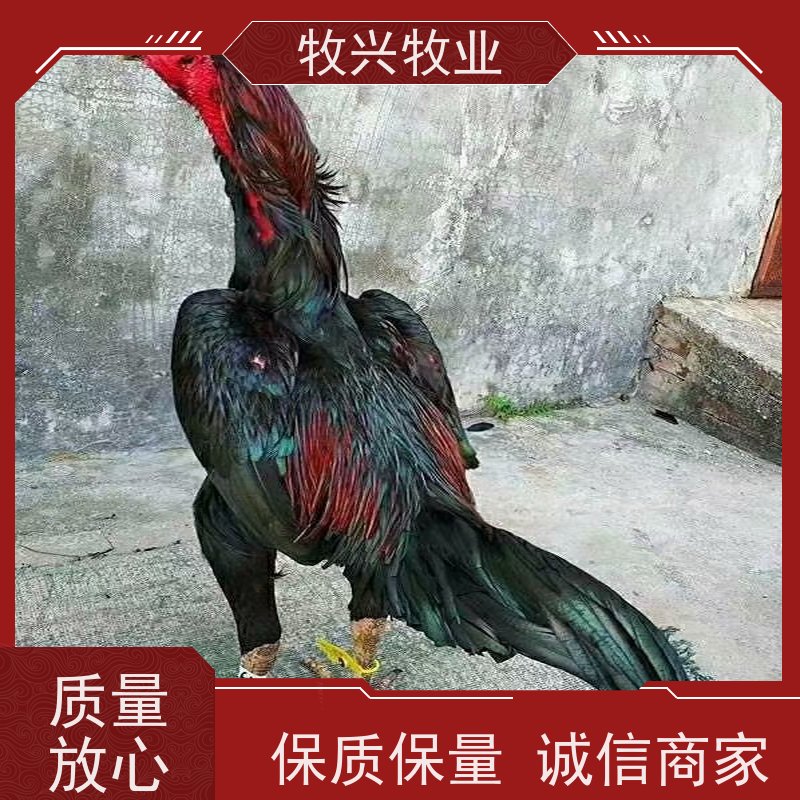 k901鸡苗苗价格多少钱一只常年供应优质鸡苗，技术支持