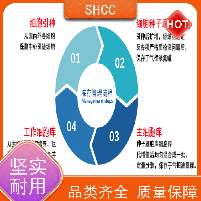 原厂 全国包邮 FHs-74Int细胞 代数低 活性高 已通过STR鉴定提供报告