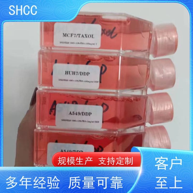 原厂 全国包邮 小鼠肾系膜细胞 已通过STR鉴定提供报告 代数低 活性高