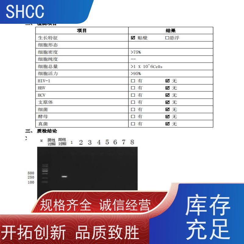原厂 全国包邮 小鼠脑微血管内皮细胞株 代数低 活性高